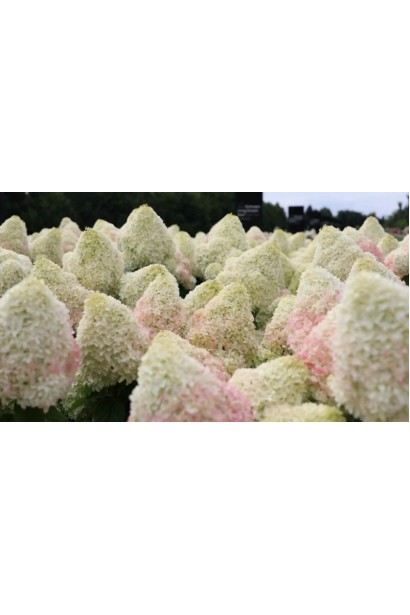 Большие метелки гортензии Ливинг Саммер Лав в саду